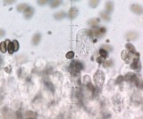 Psathyrella spadiceogrisea image