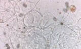 Psathyrella spadiceogrisea image