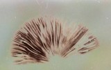 Psathyrella spadiceogrisea image
