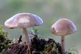Psathyrella spadiceogrisea image