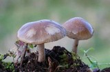 Psathyrella spadiceogrisea image