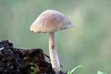 Psathyrella spadiceogrisea image