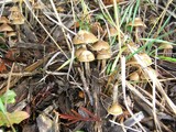 Psilocybe cyanofibrillosa image