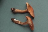 Cortinarius hinnuleus image