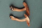 Cortinarius hinnuleus image