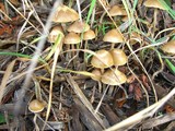 Psilocybe cyanofibrillosa image