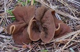Discina ancilis image