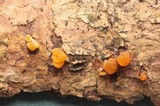 Dacrymyces ovisporus image