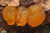 Dacrymyces ovisporus image