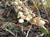 Psilocybe cyanofibrillosa image