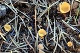Geopyxis vulcanalis image