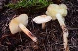 Rhodocollybia maculata var. scorzonerea image