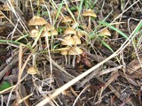 Psilocybe cyanofibrillosa image