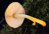 Pluteus romellii image