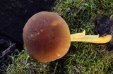 Pluteus romellii image