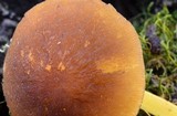 Pluteus romellii image