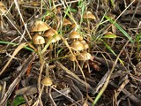 Psilocybe cyanofibrillosa image