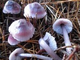 Mycena pura image