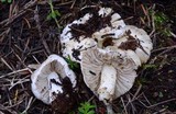 Inocybe sambucina image