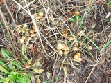 Psilocybe cyanofibrillosa image