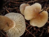 Clitocybe fragrans image