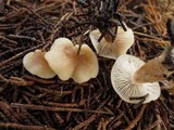 Clitocybe fragrans image