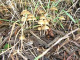 Psilocybe cyanofibrillosa image