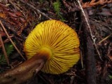 Phylloporus arenicola image