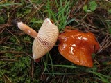 Lactarius subflammeus image