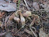 Clitocybe sclerotoidea image