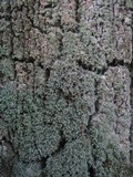 Leprocaulon microscopicum image