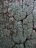 Leprocaulon microscopicum image