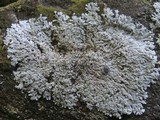 Physcia clementei image