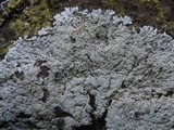 Physcia clementei image