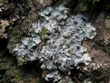 Punctelia borreri image
