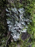 Heterodermia obscurata image