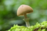 Psathyrella longistriata image