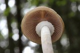 Psathyrella longistriata image