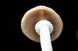 Psathyrella longistriata image