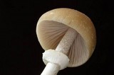 Psathyrella longistriata image