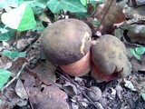 Boletus erythropus image