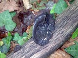 Exidia truncata image