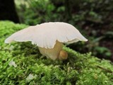 Pleurotus populinus image