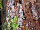 Ceratiomyxa fruticulosa var. fruticulosa image