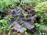 Peltigera neopolydactyla image