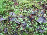 Peltigera neopolydactyla image