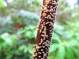 Capitotricha rubi image