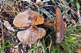 Lactarius subumbonatus image