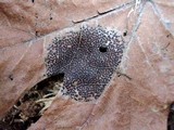 Rhytisma punctatum image