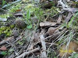 Morchella snyderi image